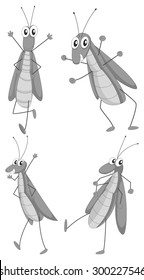 Grasshopper in four different actions