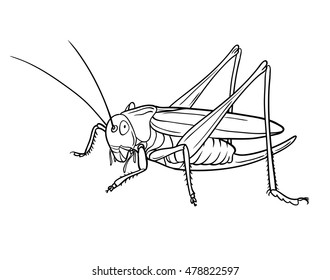 Grasshopper, graphic vector. 