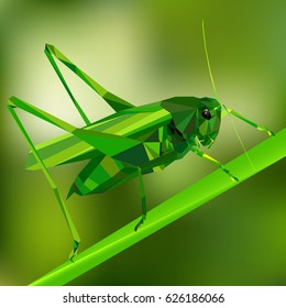 Grasshopper in the grass