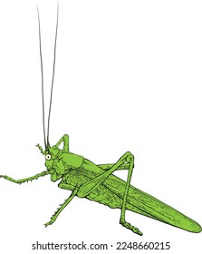 Grasshopper. Langosta verde, insecto. Ilustración vectorial.