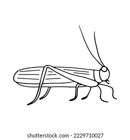 mano de saltamontes dibujada al estilo doodle. insecto, langosta. 