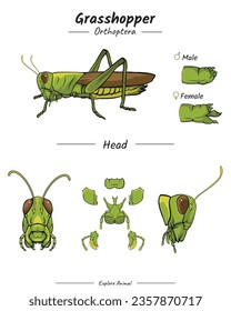 Grasshopper Head Anatomy Template. Abbildung mit Teilen eines Grasshoppers