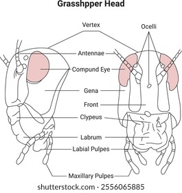 Grasshopper Head Science Design Vector Illustration Diagram