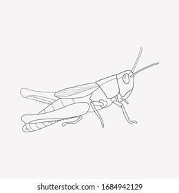 Grasshopper icon line element. Vector illustration of grasshopper icon line isolated on clean background for your web mobile app logo design.