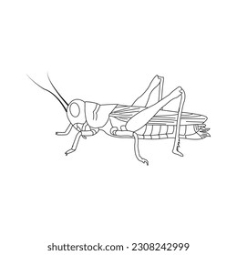 grasshopper icon vector illustration simple design