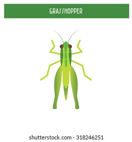 Grasshopper illustration, vector, realistic, editable 