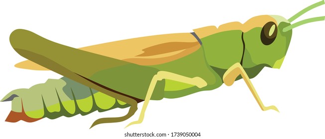 Grasshopper Insect Animal Vector Illustration