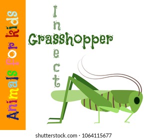 Grasshopper. Insect. Animals for children. Cards for the development of the youngest children with the image of animals, birds, insects, reptiles. Vector. Color picture