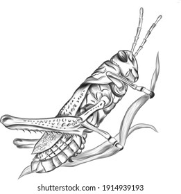 ilustración vectorial de sketch blanco negro de insecto de saltamontes