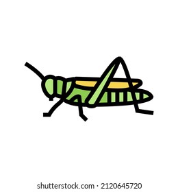 grasshopper insect color icon vector. grasshopper insect sign. isolated symbol illustration