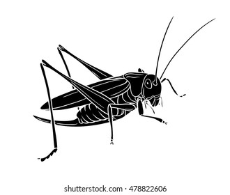 Grasshopper. Insect with flat design and line art black and white version. Silhouette of grasshopper, graphic vector. 