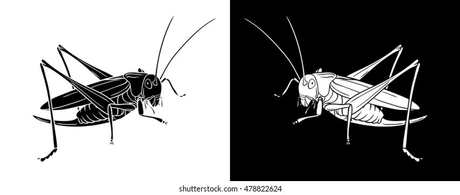 Grasshopper. Insect with flat design and line art black and white version. Silhouette of grasshopper, graphic vector. 