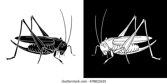 Grasshopper. Insect with flat design and line art black and white version. Silhouette of grasshopper, graphic vector. 