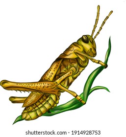 grasshopper insect green vector illustration