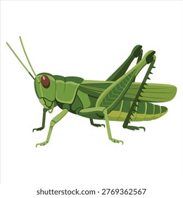 Grasshopper insect illustration, green locust bug wildlife nature concept, detailed anatomy design, flat vector illustration isolated educational biology style