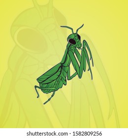 
grasshopper insect vector image illustration