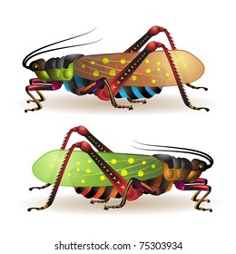 Grasshopper isolated on a white background