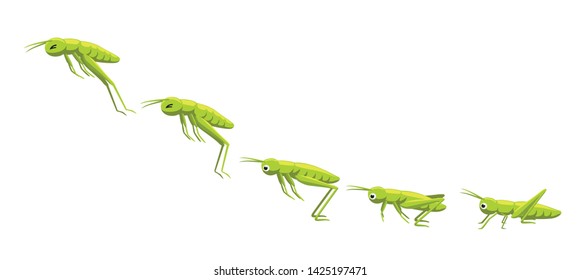 Grasshopper Jumping Frame Sequence Animation Cartoon Vector Illustration