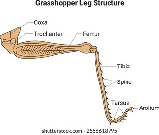 Grasshopper Leg Structure Science Design Vector Illustration Diagram