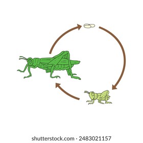 Grasshopper life cycle cartoon background handrawn