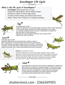 Grasshopper life cycle with explanation template. for educational content, teaching, presentation. with a simple design.