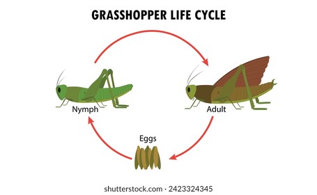 Lebenszyklusdiagramm für Grasshopper