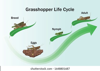 Grasshopper life Cycle vector for Education,Agricultural,Science,Graphic design,Artwork.