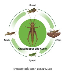 Grasshopper Life Cycle Vector For Education,Agricultural,Science,Graphic Design,Artwork.