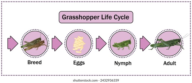 Vector del ciclo de vida del saltamontes para la educación, agrícola, ciencia, diseño gráfico, ilustraciones.