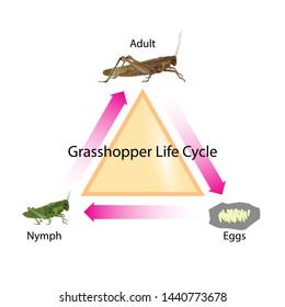 Grasshopper Life Cycle Vector Illustration