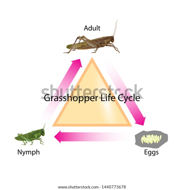 バッタのライフサイクルベクターイラスト のベクター画像素材 ロイヤリティフリー