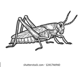 Grasshopper locust insect engraving vector illustration. Scratch board style imitation. Black and white hand drawn image.
