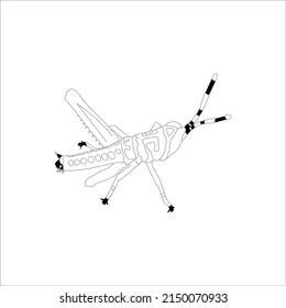 Grasshopper locust insect engraving vector illustration. Scratch board style imitation. Black and white hand drawn image.