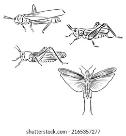 475 Grasshopper Engraving Images, Stock Photos & Vectors 