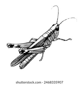 Grasshopper, locust, insect. Engraving vector illustration, hand drawn vector. Detailed solid image of a cricket, isolated on white background.