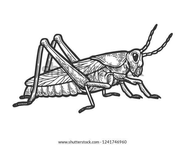 Fine Art Print Grasshopper Locust and Cricket Vintage Lithograph A4A3 FramedUnframed
