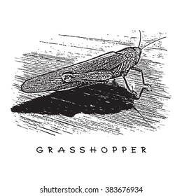 Grasshopper, Locust. Monochrome Image In Engraving Style.