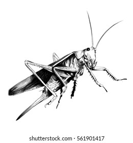 grasshopper locusts sketch vector