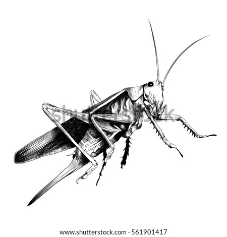 grasshopper locusts sketch vector