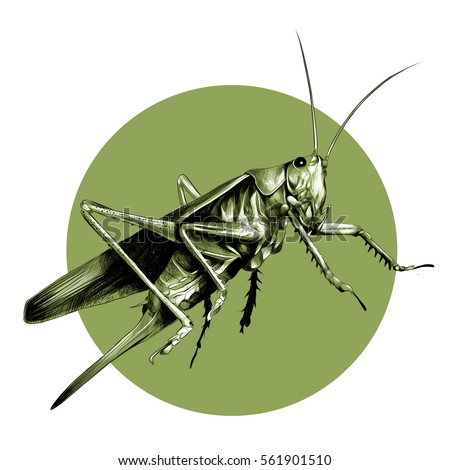 grasshopper locusts sketch the vector on a background of green circle