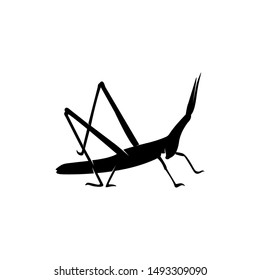 Grasshopper Logo Design Vector Illustration. Grasshopper Design Template