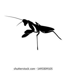 Grasshopper Logo Design Vector Illustration. Grasshopper Design Template