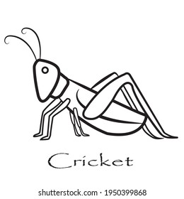 cricket bug