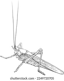 Grasshopper. Monochrome locust, insect. Vector illustration.