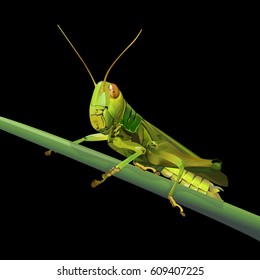 Grasshopper on grass isolated on black background, vector illustration.