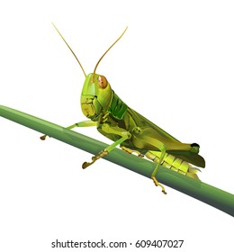 Grasshopper on grass isolated on white background, vector illustration.