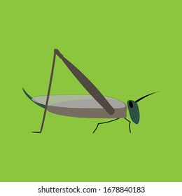 
saltamontes sobre un vector de fondo verde