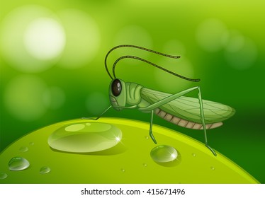 Grasshopper on green leaf illustration