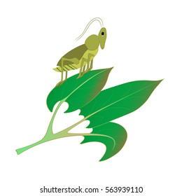 grasshopper on a leaf