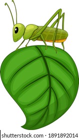Grasshopper on leaf, cartoon style vector illustration